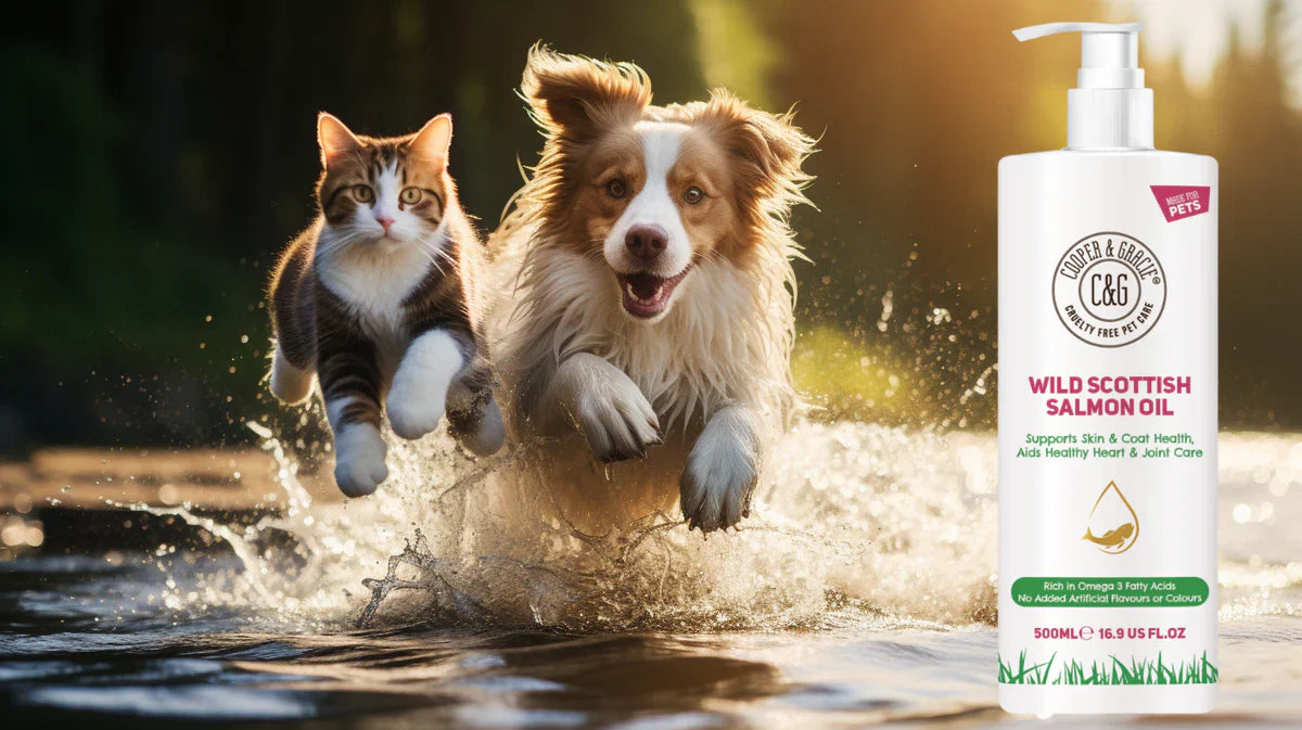 Introducing Wild Scottish Salmon Oil for Pets