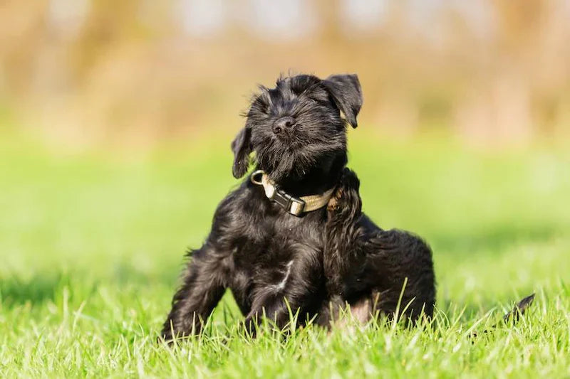 Dog Skin Problems in Summer: Why Does Your Dog Itch?