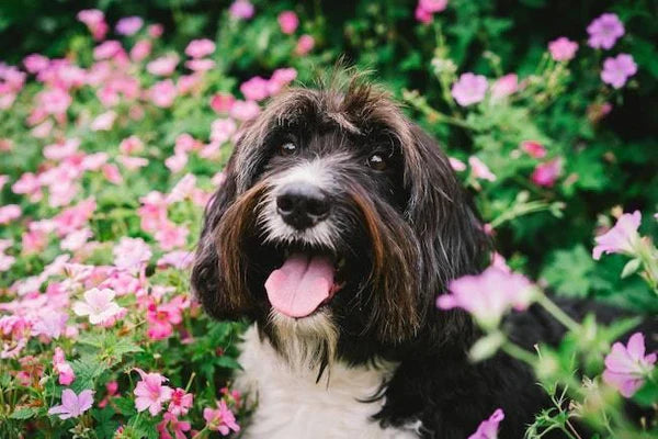 How to Create a Dog-Friendly Garden