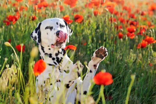 What Does it Mean if Your Dog Licks Their Paws?