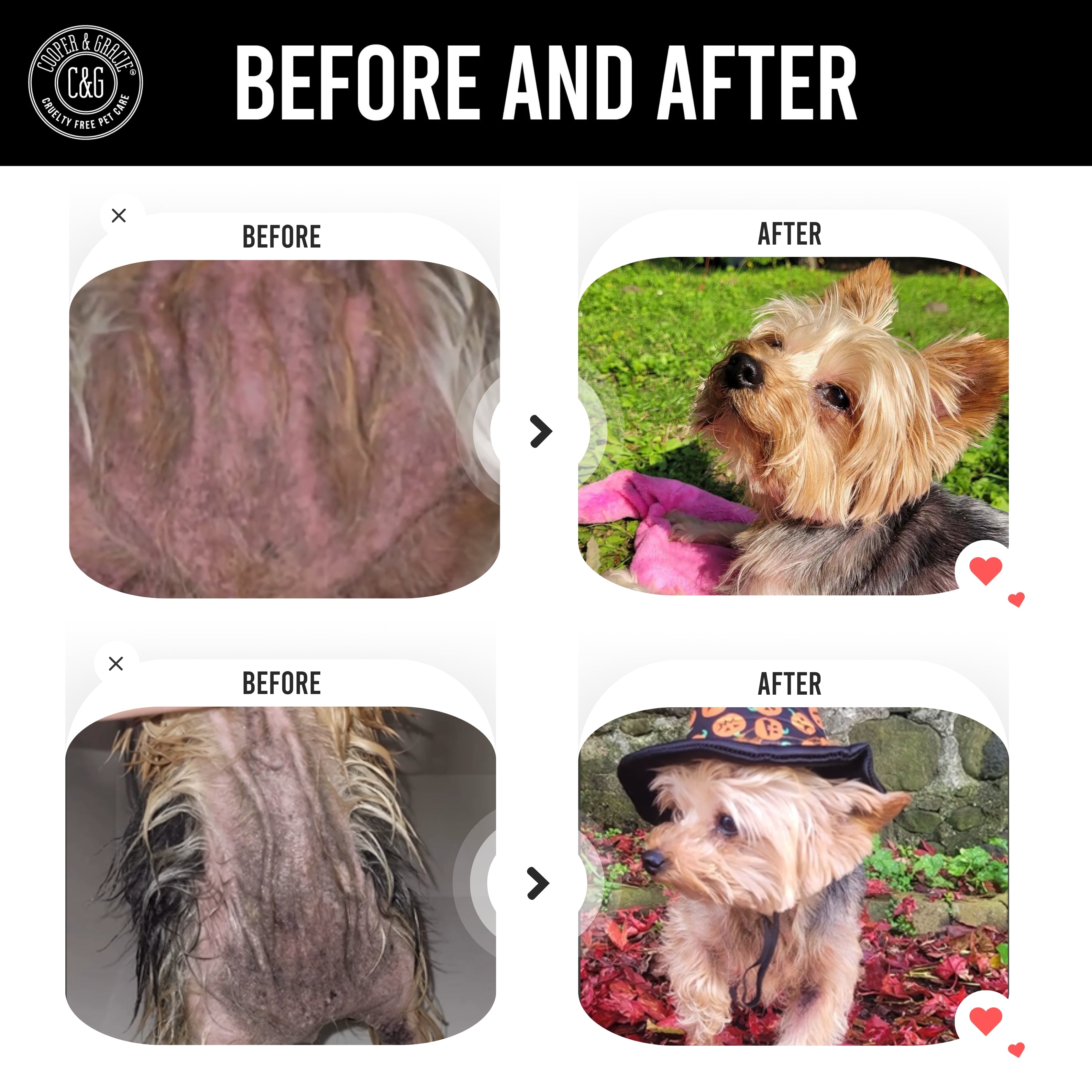 Dead Sea Itchy Dog Flea & Tick Shampoo – 300ml | Insecticide-Free, Vet-Developed Relief US