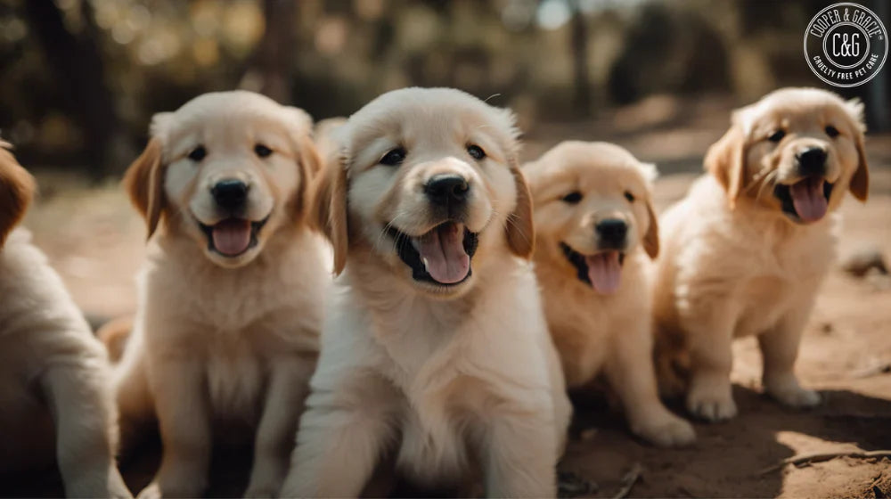 How to Clean Puppy Ears
