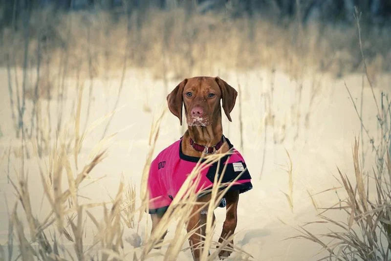 Can Dogs Get Fleas in Winter?
