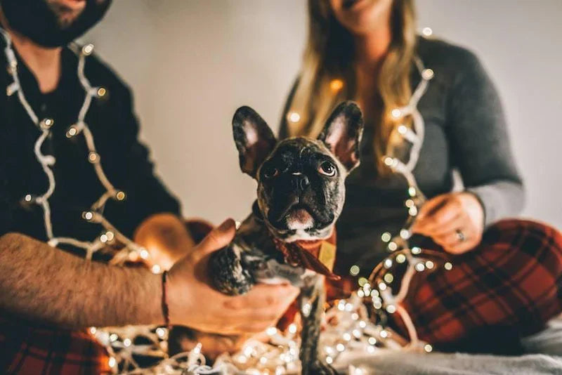 Christmas Games For Dogs