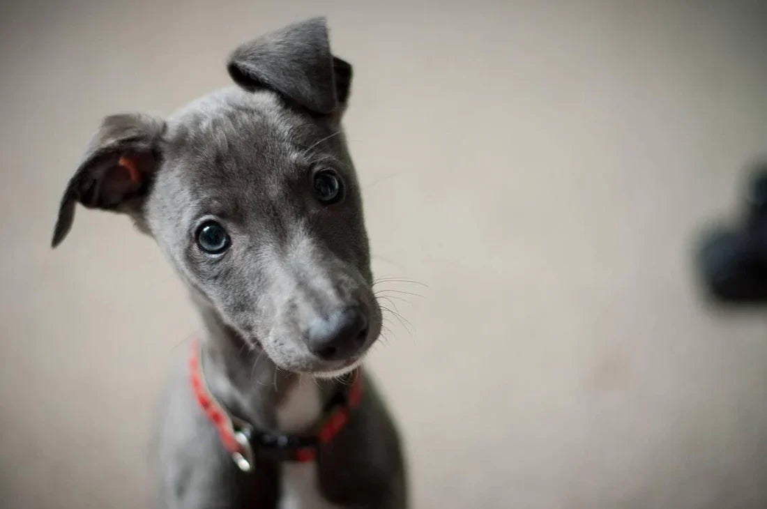 How and When to Bathe Your Puppy