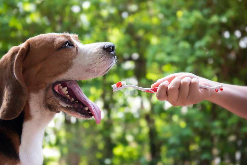 How to Clean Your Dog’s Teeth Naturally