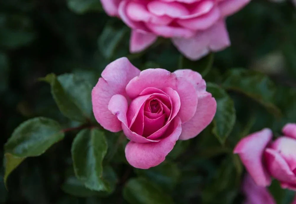 How to Get Rid of Greenfly on Roses