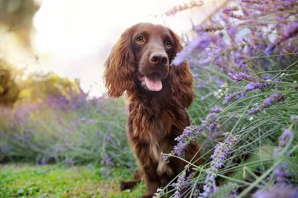 How to Get Rid of Slugs and Snails and Keep Dogs Safe