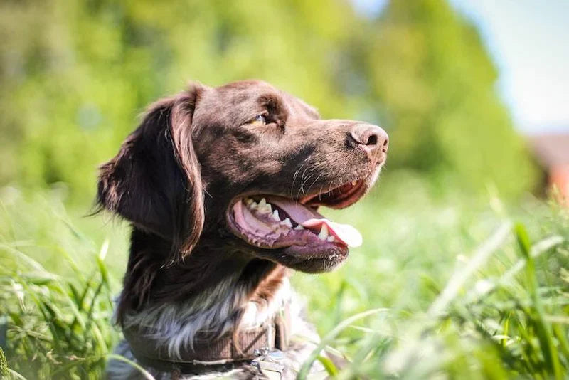 How to Get Rid of Ticks on Dogs Naturally