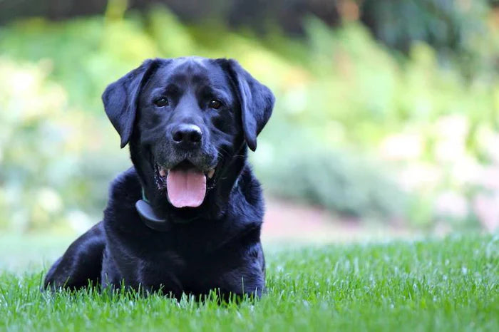 How to Keep Your Dog Cool in the Summer