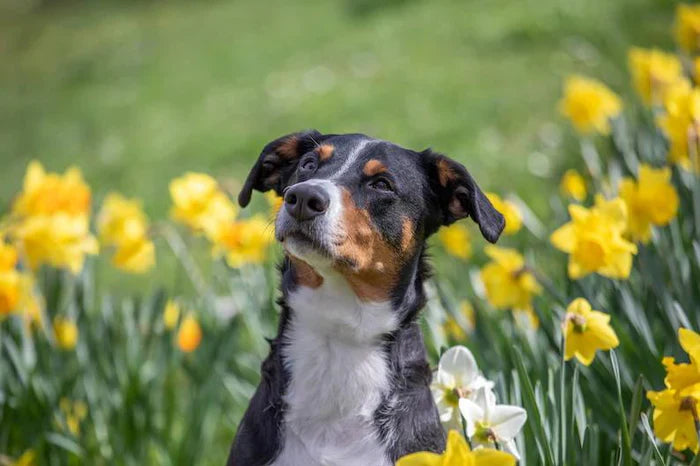 How to Keep Your Dog’s Coat Healthy and Shiny