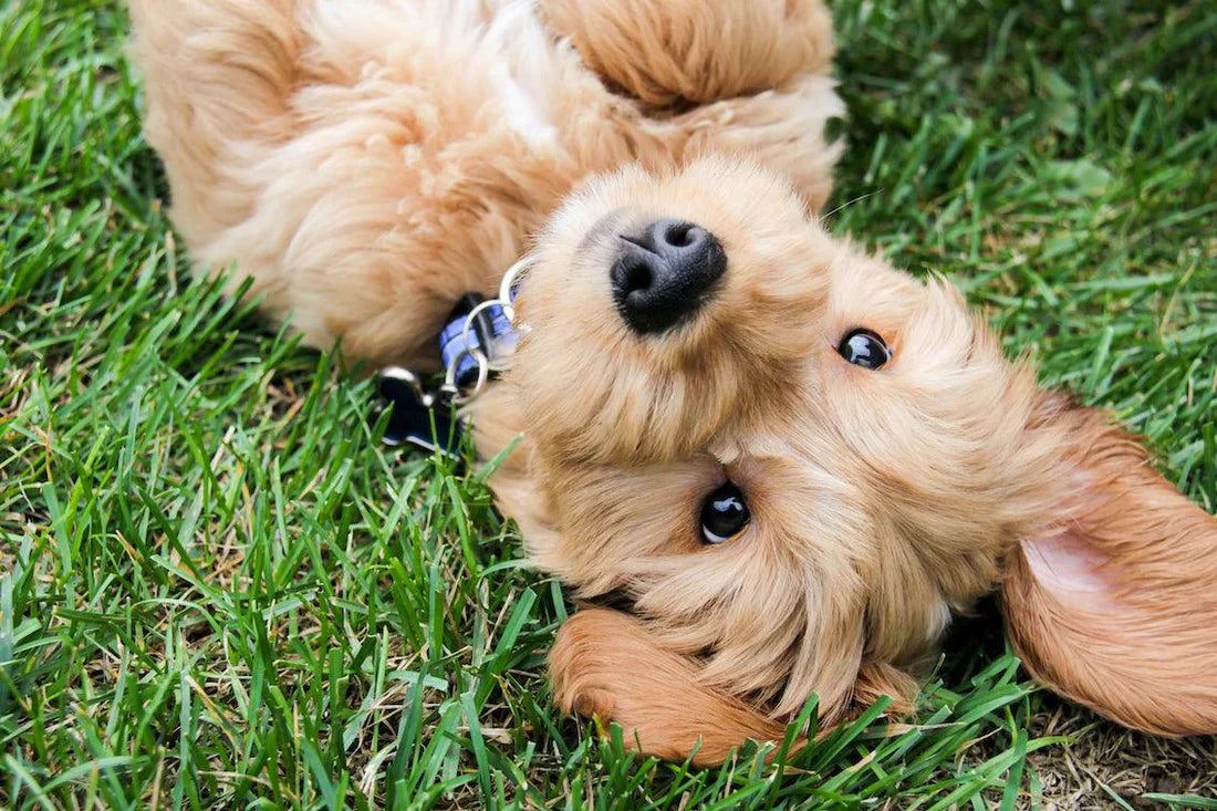 How to Make Your Dog Smell Good Without a Bath