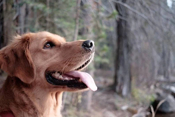 How to Prevent Your Dog from Getting Fleas