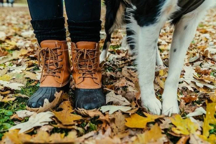 How to Protect Your Dog's Paws This Winter
