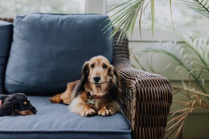How to Relieve Separation Anxiety in Dogs