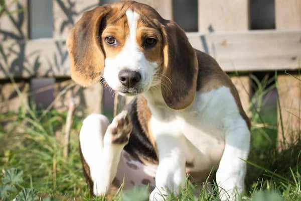 How to Soothe Your Dog’s Itchy Skin