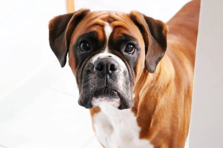 How to Stop Your Dog from Chewing Everything