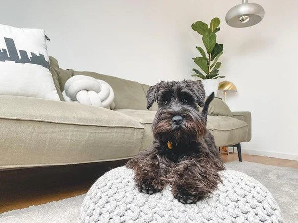 How to Stop Your House Smelling of Dog