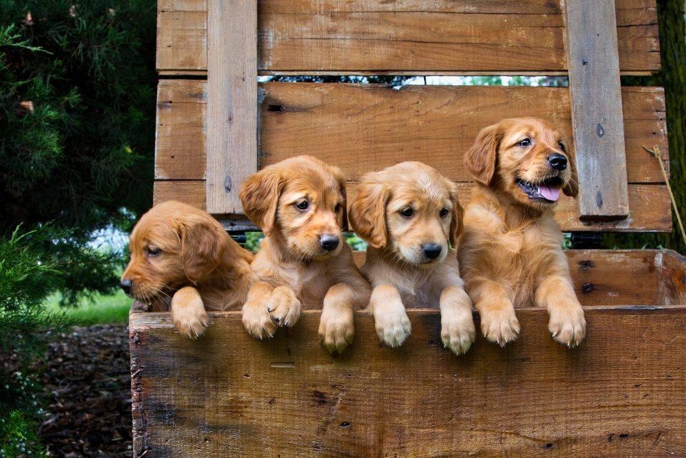 How to Toilet Train Puppies Quickly