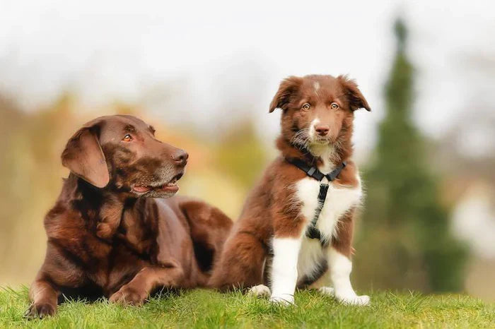 Introducing a New Puppy to Your Dog