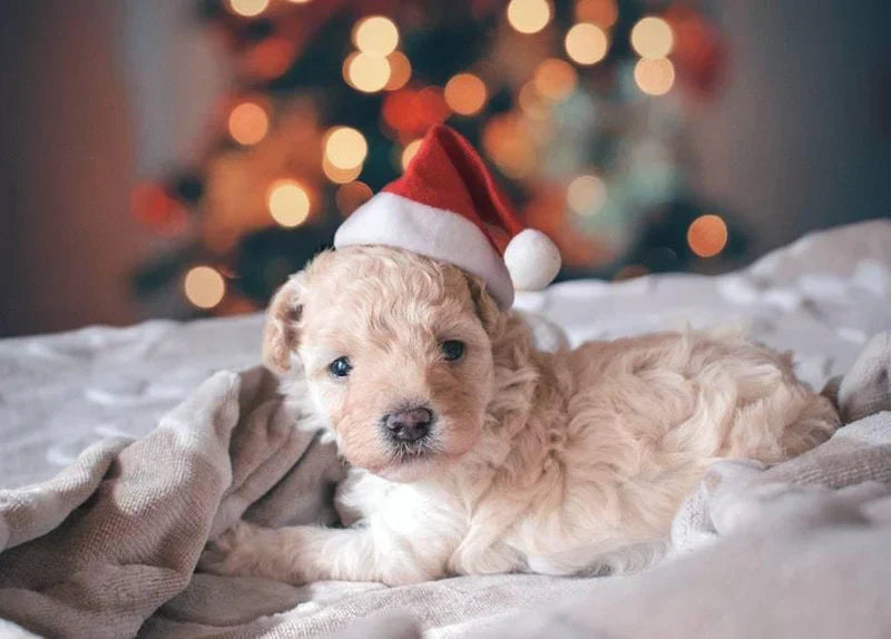 New Puppy Care Checklist: How to Prepare for A Puppy