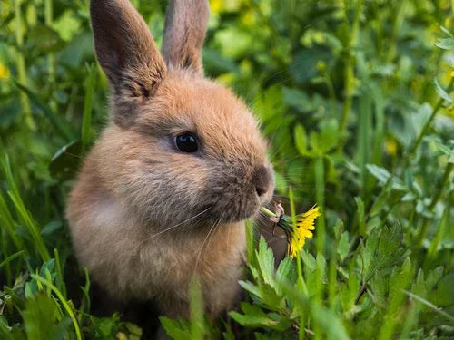 Sustainability Series: Forever Against Animal Testing