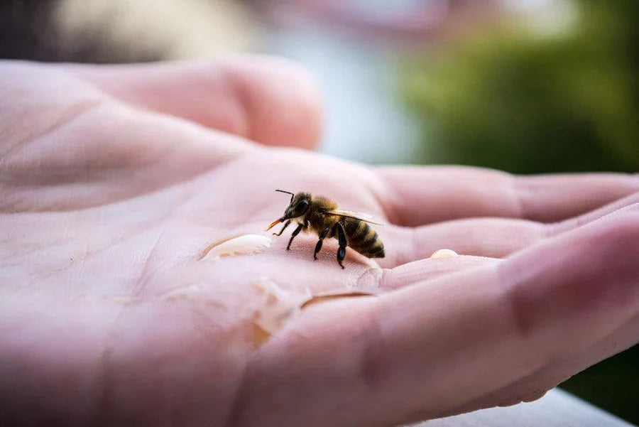 Sustainability Series: Save Our Bees